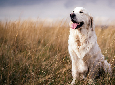 Golden Retriever Dog Wallpapers animals