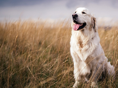 Golden Retriever Dog Wallpapers