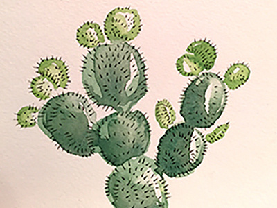 cacti illustration sketch watercolor