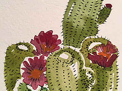 cacti2 illustration sketch watercolor