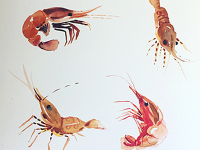 spot prawn sketches food illustration shrimp sketch watercolor