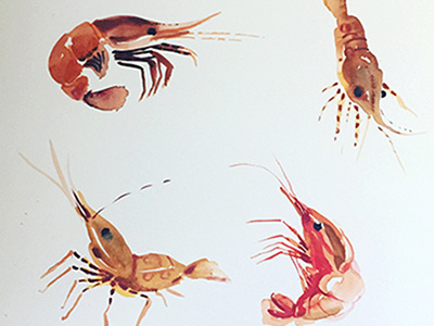 spot prawn sketches