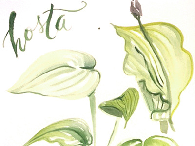 Hosta illustration plants sketch typography watercolor