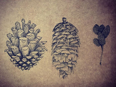 Cones illustration ink nature sketches trees