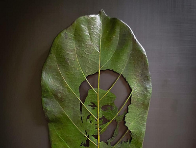 Leaf carving art artist carving leaf