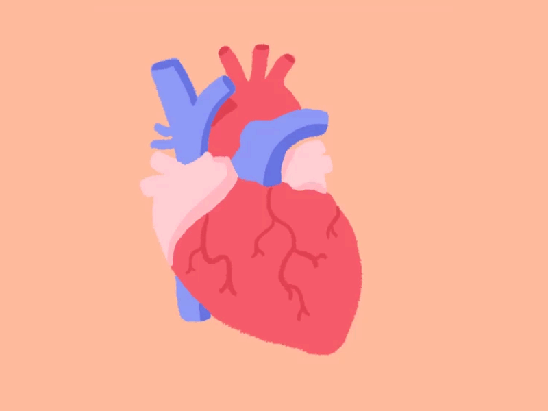 Beating Heart anatomy animation handdrawn heart