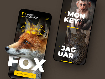 NationalGeographic_1920_Mobile app branding design graphic design illustration typography ui vector