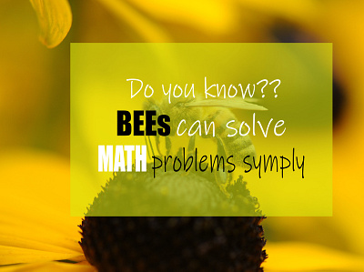 Bees can Solve Simple Math Problems blog post bloggers branding design healthcare photoshoot