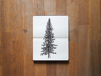 Conifer drawing illustration moleskin sketch tree