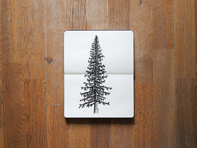 Conifer drawing illustration moleskin sketch tree