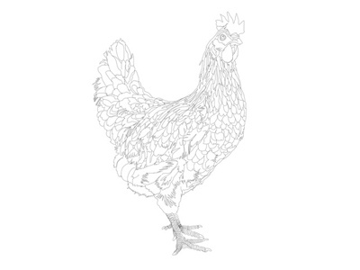 Hand Drawn Rooster animal hand drawn rooster