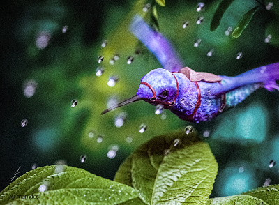 3d render of a hummingbird bird cgi keyshot photoshop zbruh