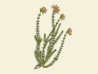 Erica botanical illustration