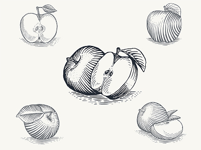 Apple engraving set apple engraving fruit illustraion