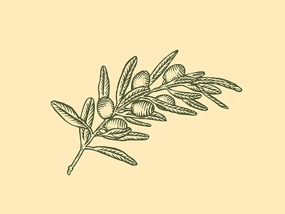 Olive engraving illustration