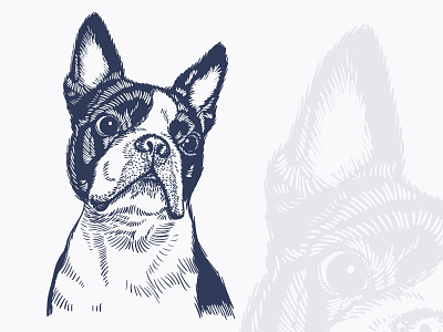 Boston Terrier illustration boston bulldog digital dog french hand drawn illustration mascot pet terrier wacom