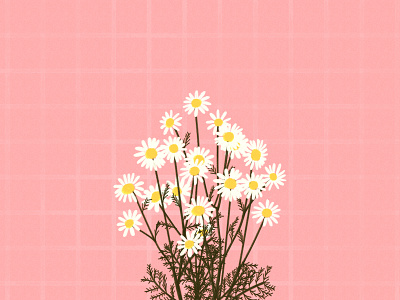 aesthetic daisy illustration