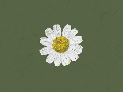 chamomile design floral flower flower illustration flowers flowers illustration illustration illustrator nature simple wild wildflower