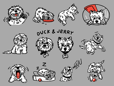 DUCK & JERRY cartoon character cotondetulear cute dog drawn emoji emotions illustration mishax mishaxgraphic procreate sketch stickers westhighlandwhiteterrier woof