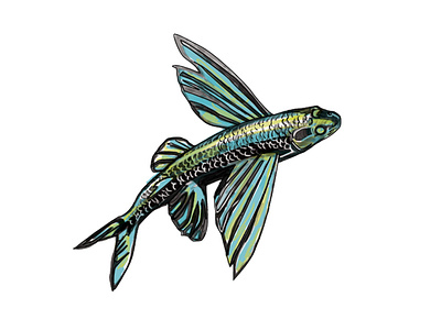 Flyin fish illustration