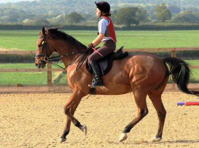 Best Horseback riding in san diego horse horse riding