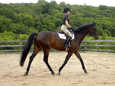 Outstanding Horseback Riding Academy in San Diego