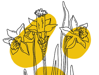 Narcissus flower black contour design digital art flower hand drawn illustration isolated line art narcissus yellow