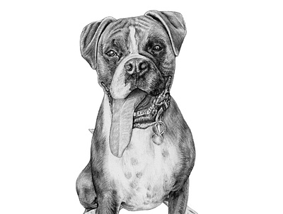 Custom Portrait Illustration - Sophie the Boxer Dog custom portraits illustration pencil illustration
