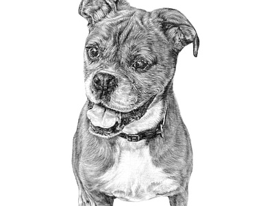 Custom Portrait Illustration - Dilla the Boxer Dog custom portraits illustration pencil illustration