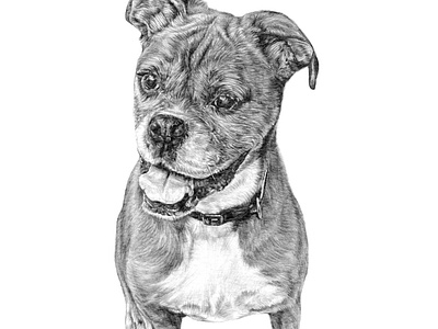 Custom Portrait Illustration - Dilla the Boxer Dog