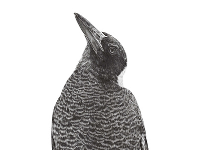 Bird Illustration - Maggie the Australian Magpie custom portraits illustration pencil illustration