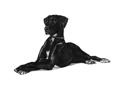 Custom Portrait Illustration - PJ the Great Dane custom portraits illustration pencil illustration