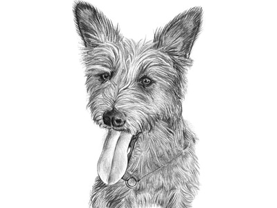 Custom Portrait Illustration - Archie the Terrier Mix custom portraits illustration pencil illustration