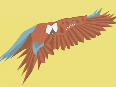 Macaw in Flight