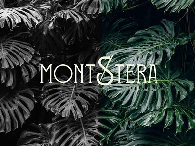 Montstera branding graphic design logo plant