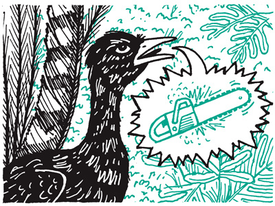 The Loudmouth Lyrebird book illustration