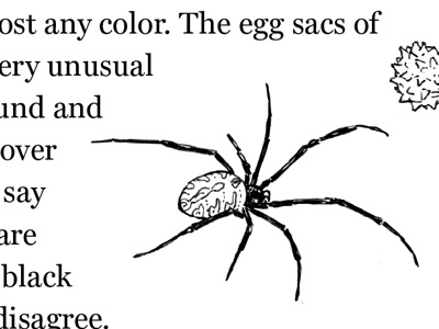 Brown Widow Spider book illustrations