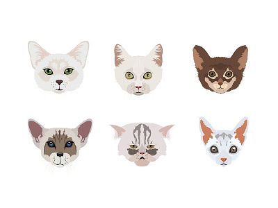 Cats breed illustration cartoon cartoon emoji cat cat breed cat cartoon cat illustration cats breed illustration pets stickers vector vector emoji