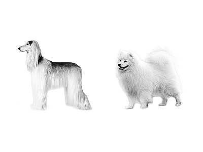 Dog Breed For Blog Post Illustration