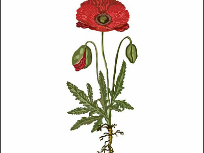 Poppy flower's ai botanical flowers illustration illustrationdesign leaves plants poppy