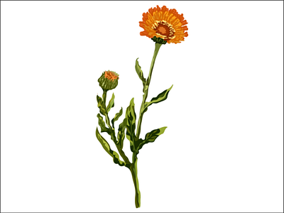 Calendula flower's 🌼 ai botanical calendula flowers illustration illustrationdesign leaves plants