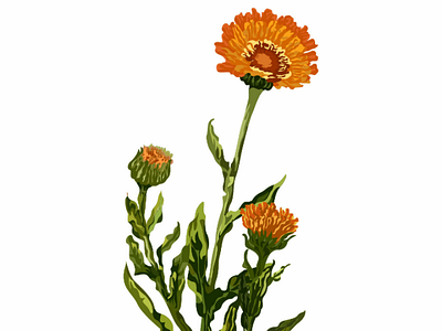 Calendula flower's 🌼 ai botanical calendula flowers illustration illustrationdesign leaves plants