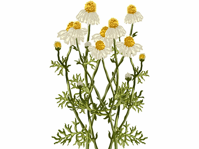 Camomile plant's 🌱 ai botanical camomile flowers illustration illustrationdesign leaves plants