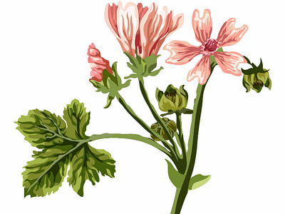 Malva flower's 🌼 ai botanical flowers illustration illustrationdesign leaves malva plants