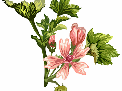 Malva flower's 🌼 ai botanical flowers illustration illustrationdesign leaves malva plants