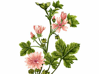 Malva plants 🌱 ai botanical flowers illustration illustrationdesign leaves malva plants