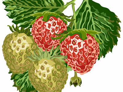 Strawberry plants 🌱🌱 ai design fresh graphic grass green illustration leaves natural red strawberry vector yellow