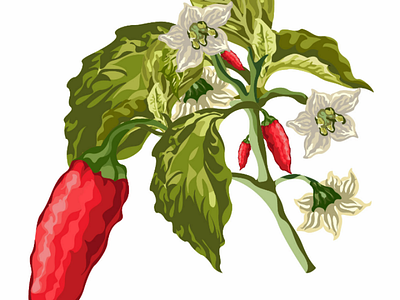 Chili pepper plants 🌱🌱 ai chili pepper design fresh graphic grass green illustration leaves natural red vector white