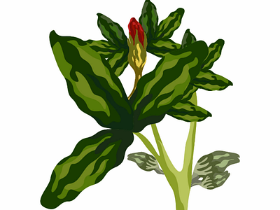 Red flower with green leaves and bud