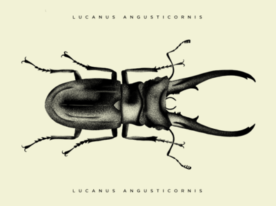 Beetle beetle bug illustration